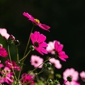Foto-64001