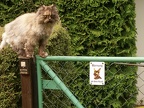 Tiere