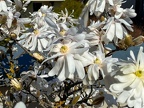 Blumen